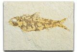 Bargain, Fossil Fish (Knightia) - Wyoming #346027-1